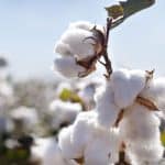 organic-cotton